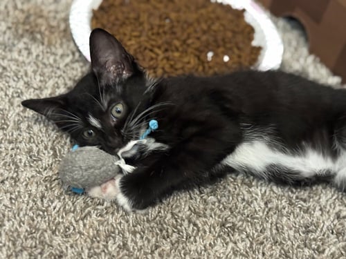 CAPTAIN AMERICA - Domestic Short Hair / Domestic Short Hair available for adoption