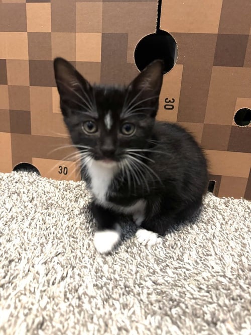 CAPTAIN AMERICA - Domestic Short Hair / Domestic Short Hair available for adoption