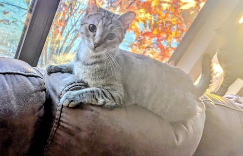 MARGARITA - Domestic Short Hair / Domestic Short Hair available for adoption
