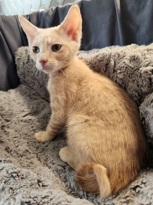 BOBBY HILL - Domestic Short Hair / Domestic Short Hair available for adoption
