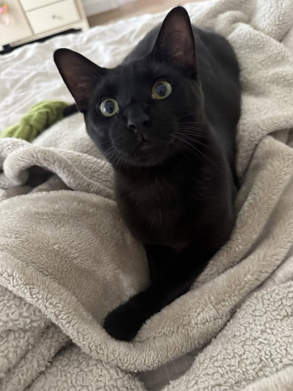 Archibald Blackpaw Image