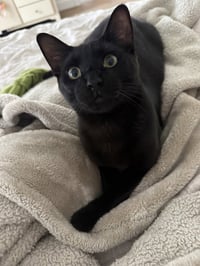 Archibald Blackpaw - Photo 1