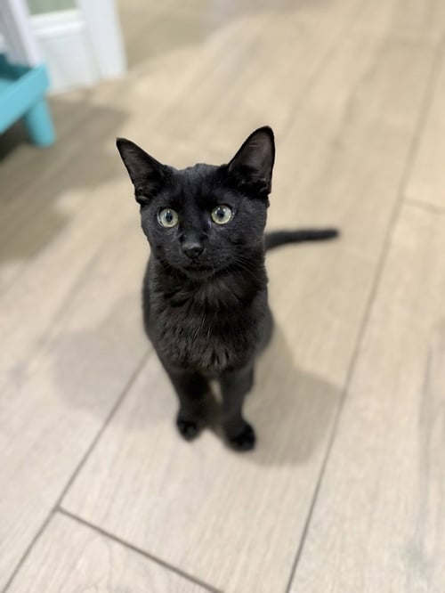 ARCHIBALD BLACKPAW - Domestic Short Hair / Domestic Short Hair available for adoption