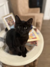 Archibald Blackpaw - Photo 3