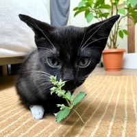 Niko - Photo 2