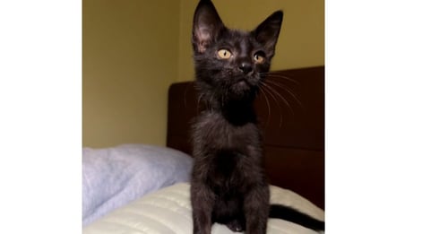 CHIMUELO - Domestic Short Hair / Domestic Short Hair available for adoption