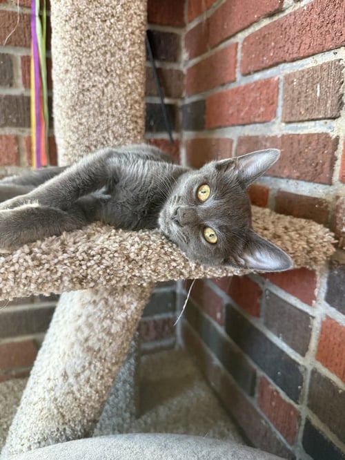 IVAN - Russian Blue / Domestic Short Hair available for adoption
