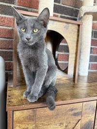 Ivan - Photo 3