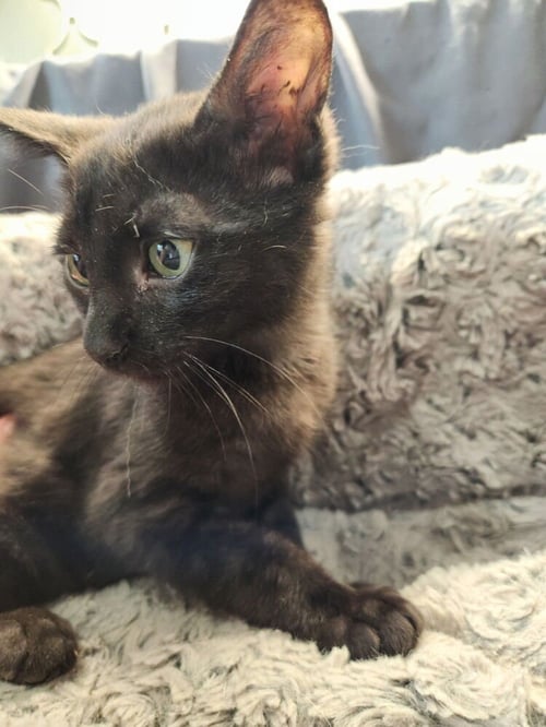 BOOMHAUER - Domestic Short Hair / Domestic Short Hair available for adoption