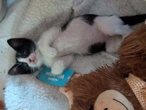 FRIDA KAHLO - Domestic Short Hair / Domestic Short Hair available for adoption