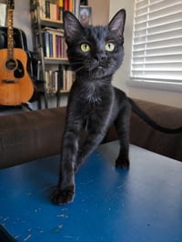 Moon Pie Baby Cat - Photo 3