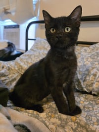 Moon Pie Baby Cat - Photo 4