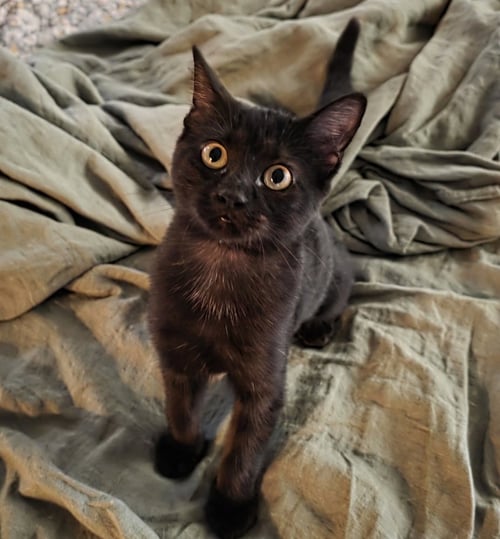 MOON PIE BABY CAT - Domestic Short Hair / Domestic Short Hair available for adoption