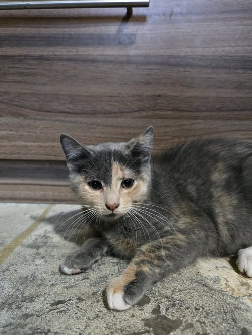 CYMBALTA - Calico / Domestic Short Hair available for adoption