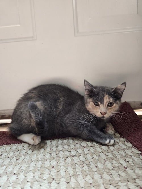 CYMBALTA - Calico / Domestic Short Hair available for adoption