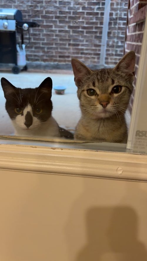SARDINE - Domestic Short Hair / Domestic Short Hair available for adoption