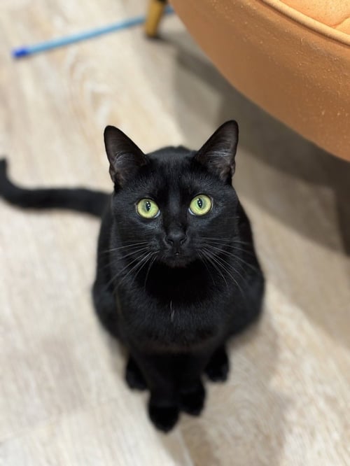 ASIA - Domestic Short Hair / Domestic Short Hair available for adoption