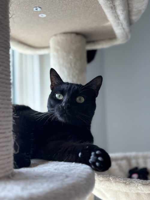 ASIA - Domestic Short Hair / Domestic Short Hair available for adoption