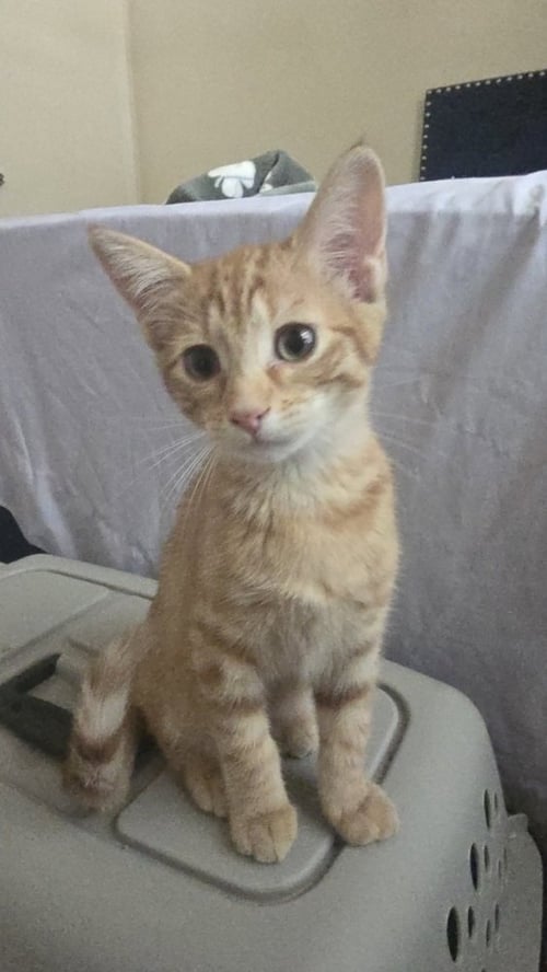 NACHO - Domestic Short Hair / Domestic Short Hair available for adoption