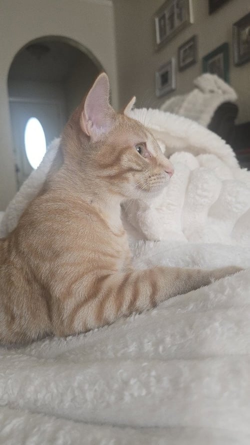 NACHO - Domestic Short Hair / Domestic Short Hair available for adoption