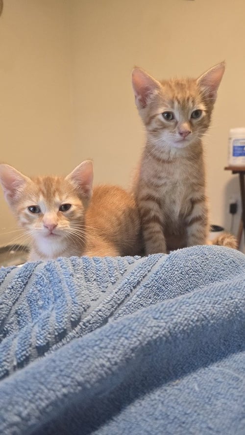 NACHO - Domestic Short Hair / Domestic Short Hair available for adoption