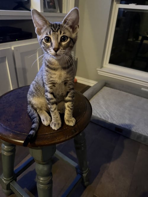 WREXHAM - Domestic Short Hair / Domestic Short Hair available for adoption