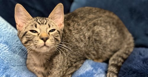 INABA - Domestic Short Hair / Domestic Short Hair available for adoption