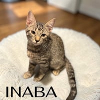 Inaba - Photo 3