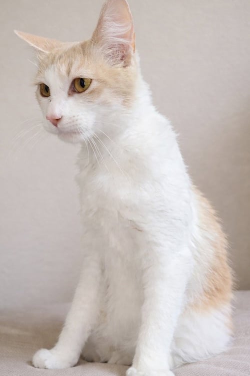 MICKEY - Domestic Long Hair / Domestic Long Hair available for adoption