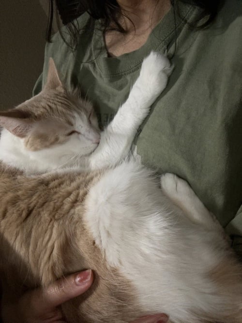MICKEY - Domestic Long Hair / Domestic Long Hair available for adoption