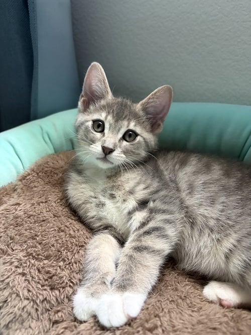 AANG - Domestic Short Hair / Domestic Short Hair available for adoption