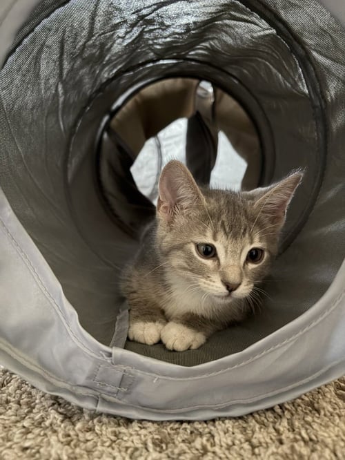 AANG - Domestic Short Hair / Domestic Short Hair available for adoption
