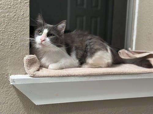 WARZENHOF ROMEO - Domestic Medium Hair / Domestic Medium Hair available for adoption