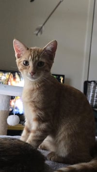 Queso - Photo 4