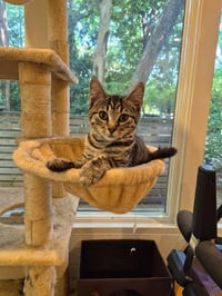 Lulu - Photo 1