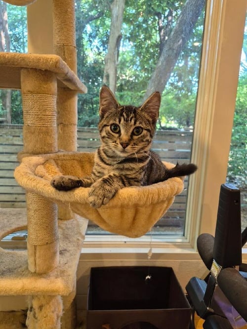 LULU - Domestic Short Hair / Domestic Short Hair available for adoption