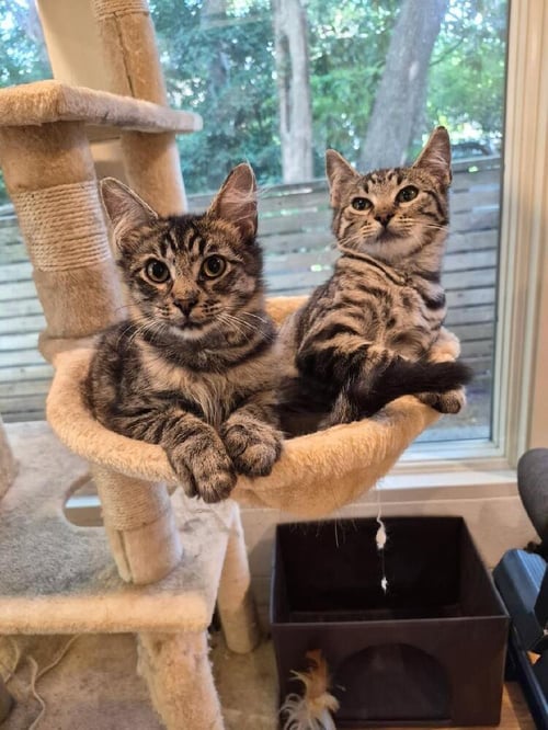 LULU - Domestic Short Hair / Domestic Short Hair available for adoption