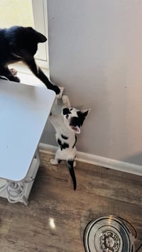 Pepper - Photo 4