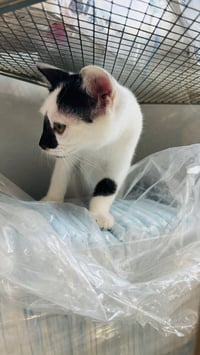Pepper - Photo 3