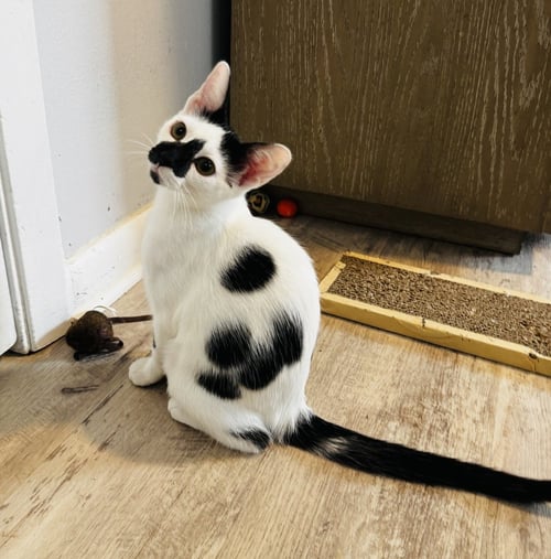 PEPPER - Domestic Short Hair / Domestic Short Hair available for adoption