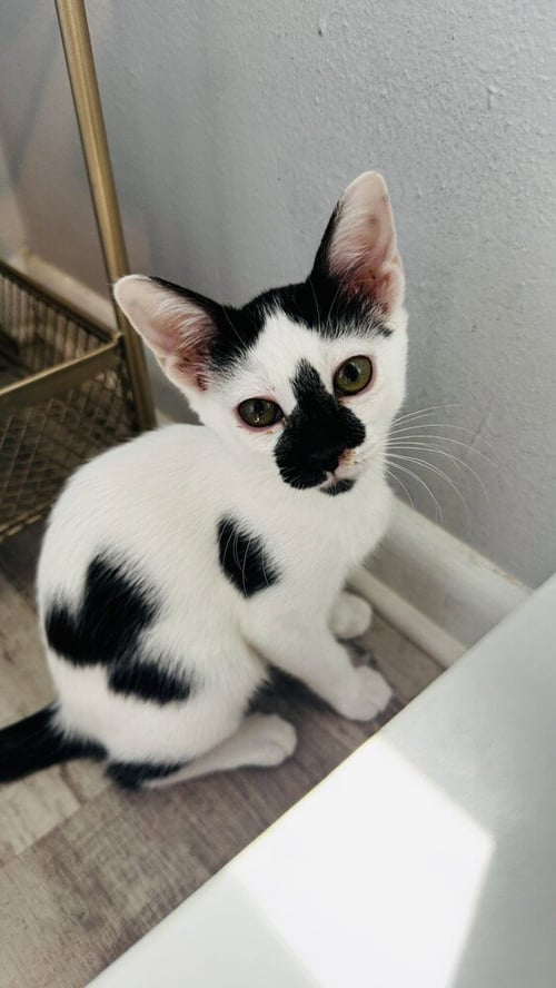 PEPPER - Domestic Short Hair / Domestic Short Hair available for adoption