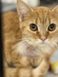 Pepita - Photo 4