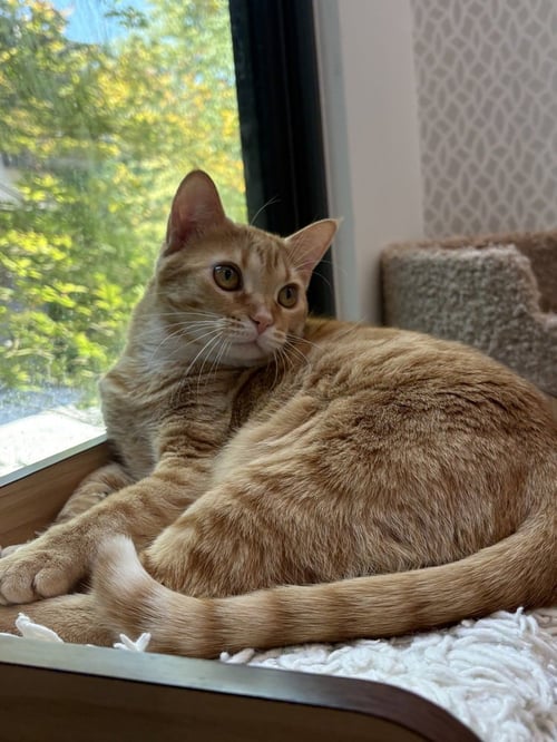 PEPITA - Domestic Short Hair / Domestic Short Hair available for adoption