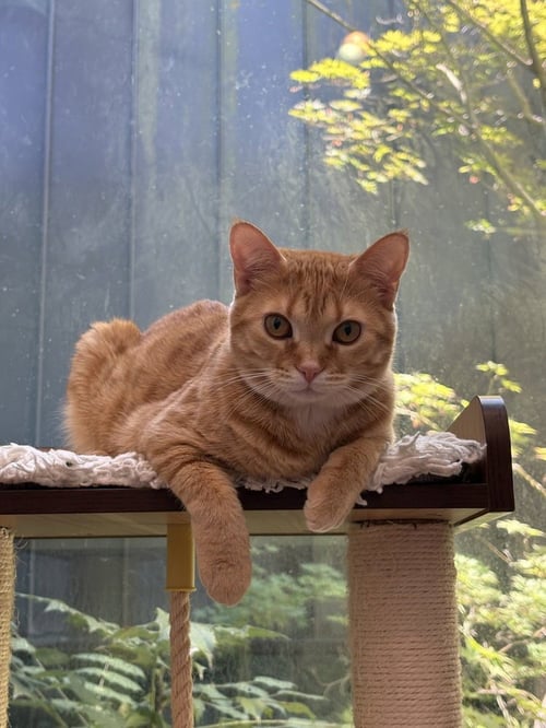 PEPITA - Domestic Short Hair / Domestic Short Hair available for adoption