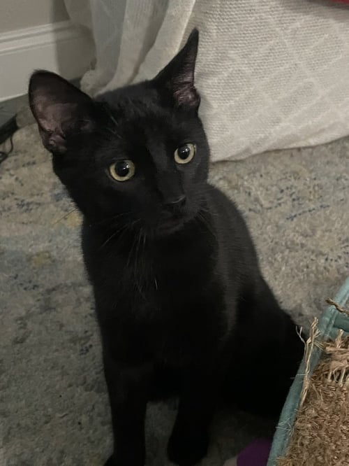 SAZERAC - Domestic Short Hair / Domestic Short Hair available for adoption