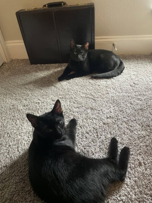 SAZERAC - Domestic Short Hair / Domestic Short Hair available for adoption