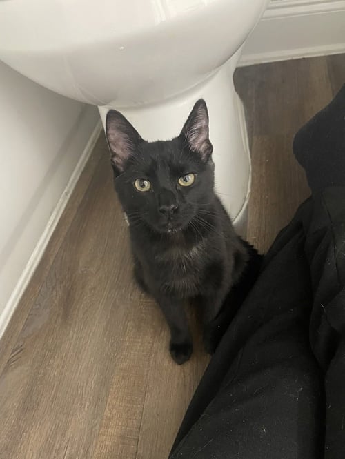SAZERAC - Domestic Short Hair / Domestic Short Hair available for adoption