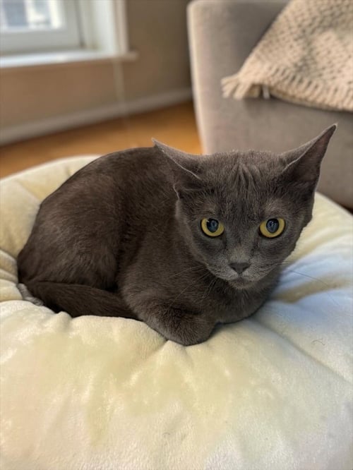 TIARA - Russian Blue / Domestic Short Hair available for adoption