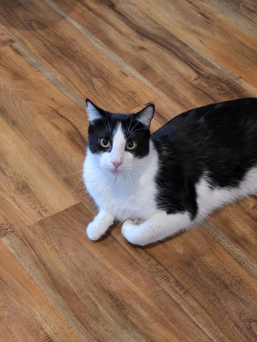 ALBERT W - Domestic Short Hair / Domestic Short Hair available for adoption