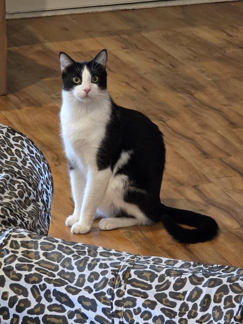 ALBERT W - Domestic Short Hair / Domestic Short Hair available for adoption
